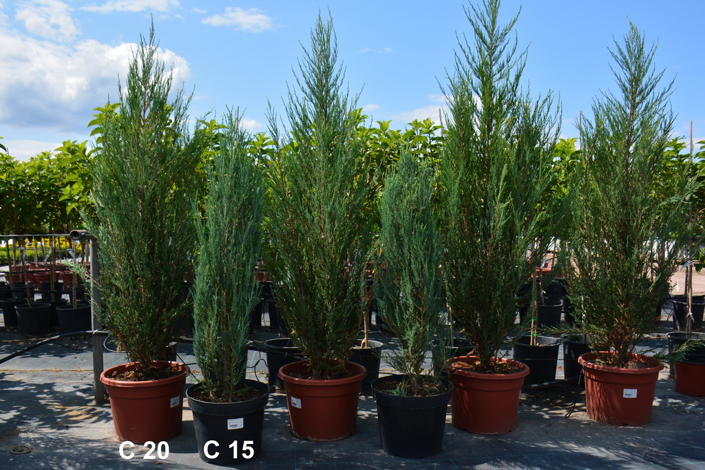 Juniperus scopulorum `Blue Arrow`_С20_С15_2021.07.23 (6).JPG